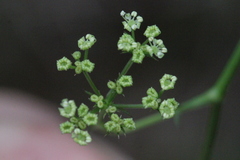 Ostericum citriodorum