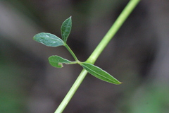 Ostericum citriodorum