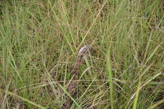 Causus