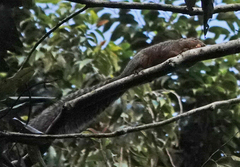 Heliosciurus undulatus