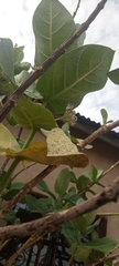 Calotropis procera