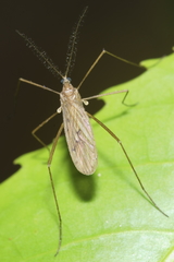 Amphineurus insulsus