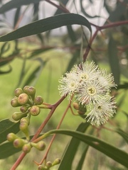 Eucalyptus amygdalina
