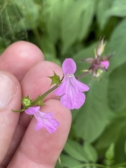 Stachys tenerrima