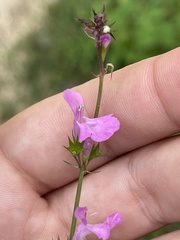 Stachys tenerrima