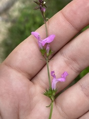 Stachys tenerrima