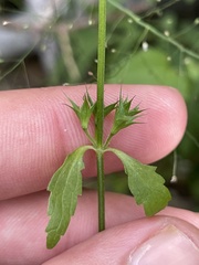 Stachys tenerrima