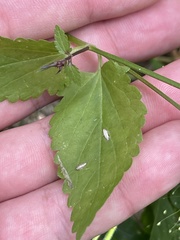 Stachys tenerrima