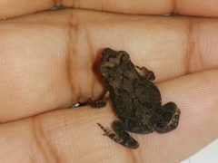 Duttaphrynus melanostictus