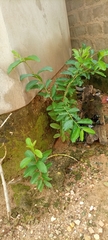 Psidium guajava