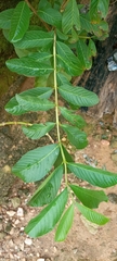 Psidium guajava