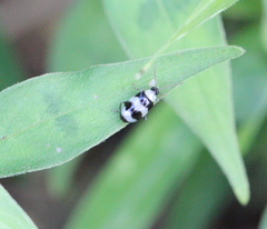 Monolepta cavipennis