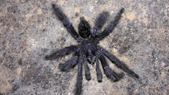 Avicularia purpurea