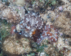 Callistoctopus