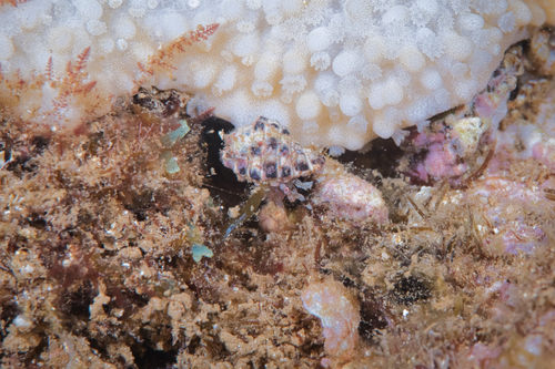Pagurixus festinus observed 2021-10-19