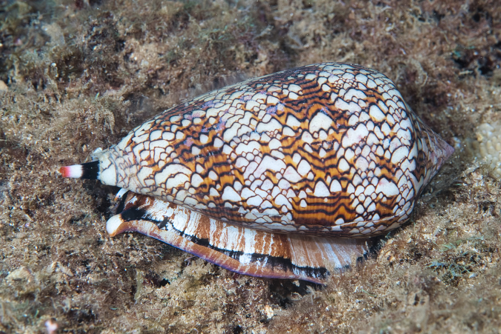 Photo of Textile cone (Conus textile)
