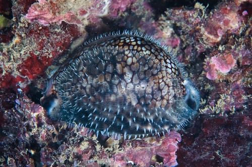 Reticulated Cowry