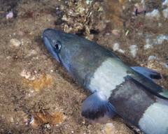 Conger marginatus