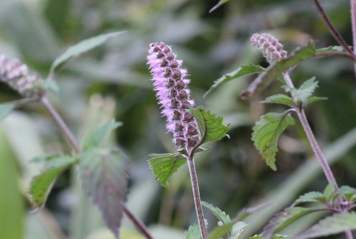 Image of Purple-Flower Elsholtzia (Elsholtzia argyi) by no rights reserved