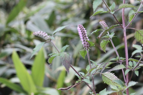 Image of Purple-Flower Elsholtzia (Elsholtzia argyi) by no rights reserved