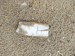 Sepia opipara