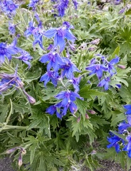 Delphinium brachycentrum