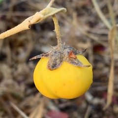 Solanum campylacanthum