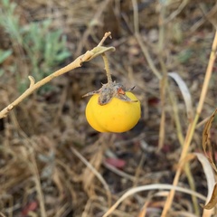 Solanum campylacanthum