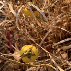 Solanum campylacanthum
