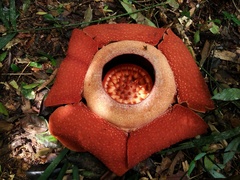 Rafflesia kerrii