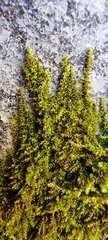 Campylophyllum halleri