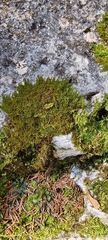 Campylophyllum halleri