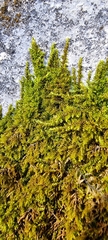 Campylophyllum halleri