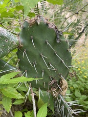 Opuntia sierralagunensis