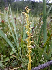 Platanthera convallariifolia