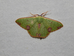 Celidomphax rubrimaculata