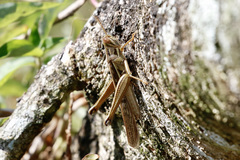 Austracris guttulosa