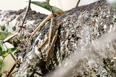 Austracris guttulosa
