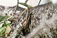 Austracris guttulosa