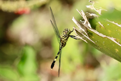 Orthetrum serapia