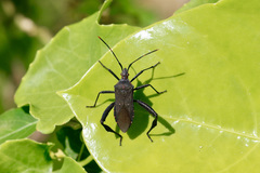 Leptoglossus gonagra