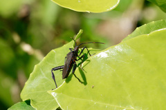 Leptoglossus gonagra