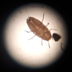 Eriococcus