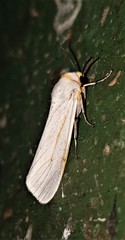 Ustjuzhania lineata