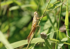 Austracris guttulosa