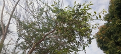 Magnoliopsida