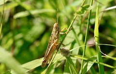 Austracris guttulosa