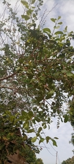 Magnoliopsida