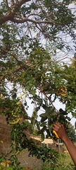 Magnoliopsida