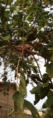 Magnoliopsida
